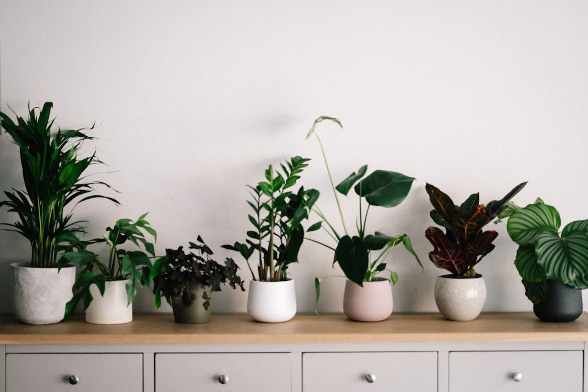 Planta verde en una maceta de cerámica blanca